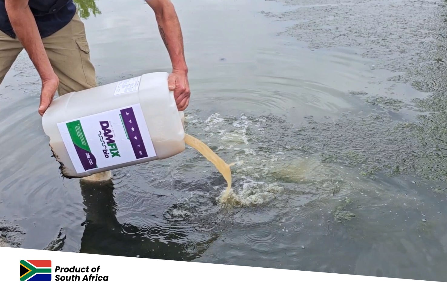 DAMFIX Bio is used to combat algae blooms, duck weed and polluted waste water