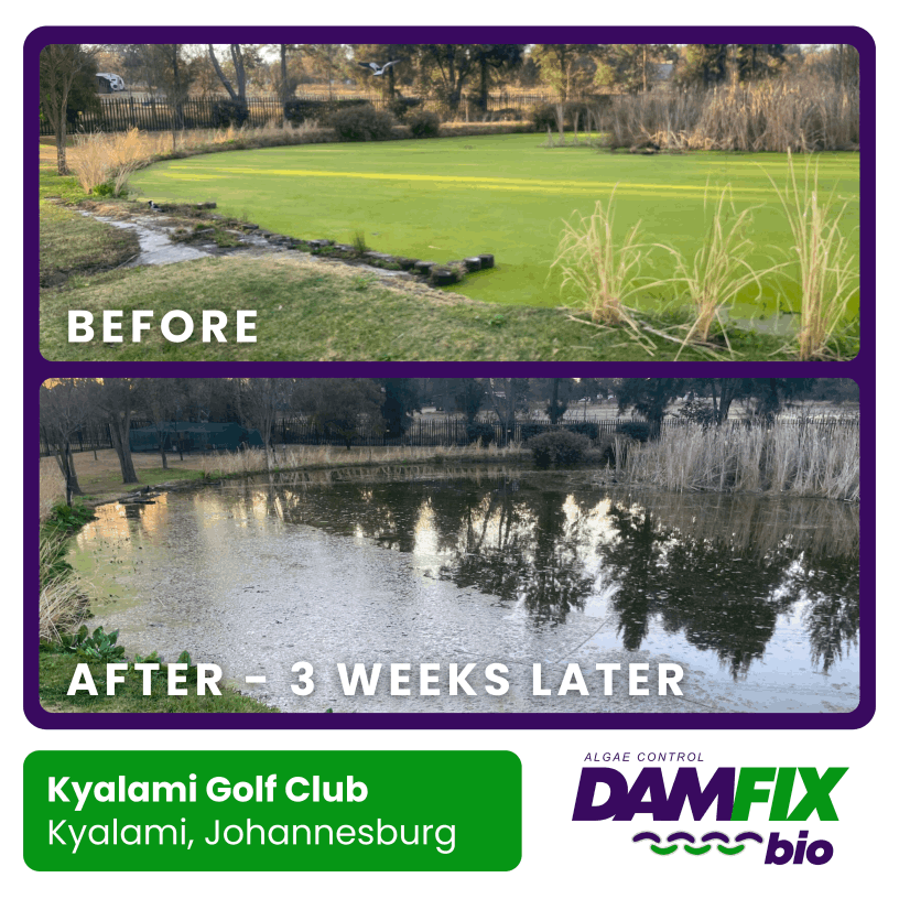 DAMFIX Bio - Before and After - Kyalami Golf Club